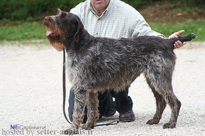Griffon Korthals UNO LES MOUSTACHES D'OR Griffon Korthals UNO LES MOUSTACHES D'OR